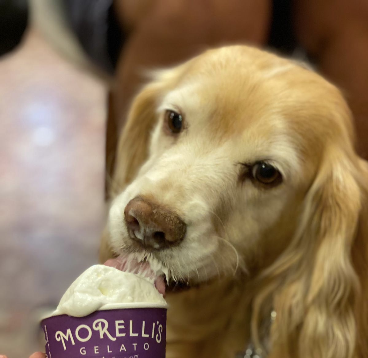 A golden retriever enjoying a Morelli's dog gelato